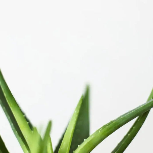 Aloe Vera: Anwendung und Wirkung auf Haarausfall & Wachstum